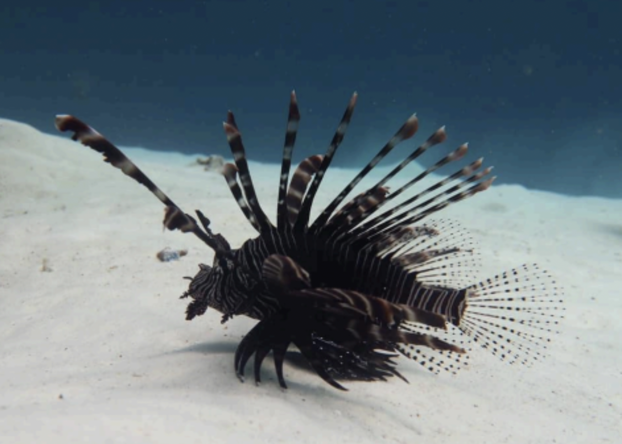 Plongée Grèce et découvrir les poissons et coraux à Epidavros dans le club de plongée Epidive dans le Péloponnèse